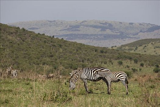 斑马,放牧,地点,马赛马拉国家保护区,肯尼亚