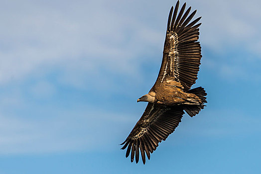 粗毛秃鹫,兀鹫,飞行,阴天,蒙弗拉格,国家公园,埃斯特雷马杜拉,西班牙,欧洲