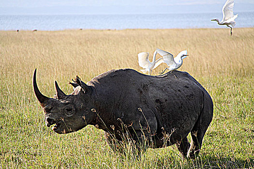 肯尼亚非洲犀牛-犀牛与鸟,侧面