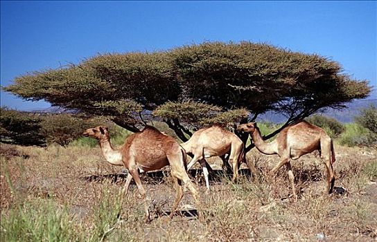 单峰骆驼,吉布提,沮丧,非洲