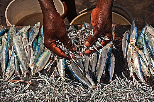新鲜,沙丁鱼,桑给巴尔岛,坦桑尼亚
