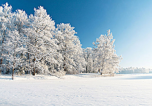 冬天,公园,雪中