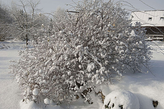 粉色,玫瑰,雪地