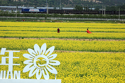 山东省日照市,千亩油菜花海怒放,游客徜徉其中乐享美好时光