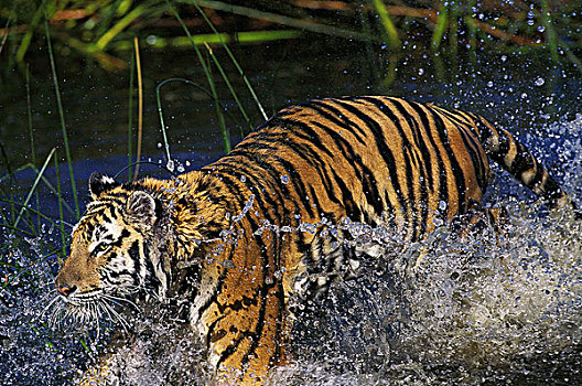 孟加拉,虎,大型猫科动物,成年,水