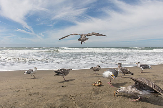 美国旧金山市海岸海鸟