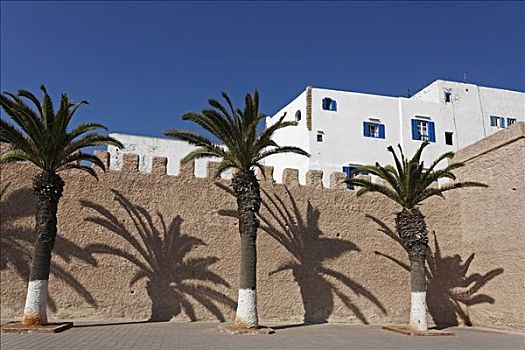 棕榈树,影子,老城墙,苏维拉,摩洛哥,非洲