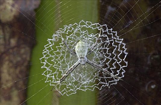 虎斑蜘蛛,金蛛属,蜘蛛网,展示,突出,局部,球体,哥斯达黎加