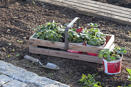 篮子,年轻,草莓,植物,锅,种植