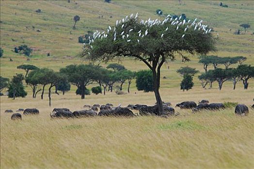南非水牛,非洲水牛,伞,刺,刺槐,牛背鹭,萨布鲁国家公园,非洲