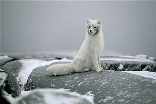 北极狐,肖像,冬天,外套,加拿大