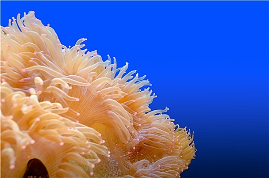 海葵,有机生物,海洋