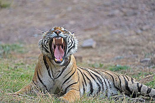 印度,孟加拉虎,虎,狰狞,伦滕波尔国家公园,拉贾斯坦邦,亚洲