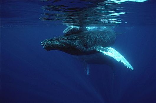 驼背鲸,大翅鲸属,鲸鱼,夏威夷