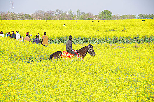 陕西咸阳武功油菜花风光