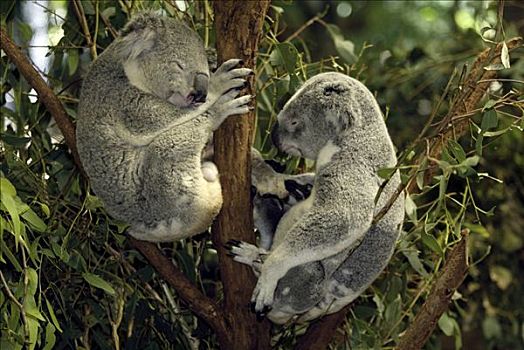 树袋熊,一对,成年,休息,睡觉,澳大利亚