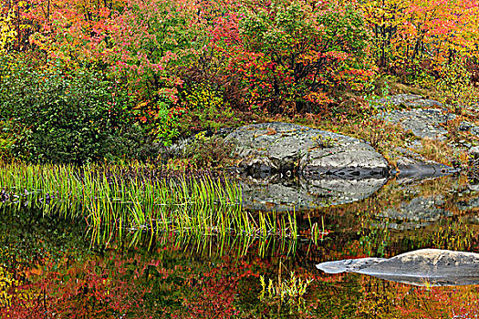 秋天,反射,溪流,萨德伯里,安大略省,加拿大