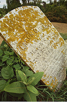 特写,墓碑,叶子,布洛克岛,罗德岛,美国