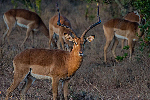 肯尼亚纳库鲁国家公园黑斑羚