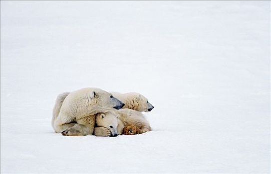 北极熊,家庭,寒冷,丘吉尔市,哈得逊湾,加拿大