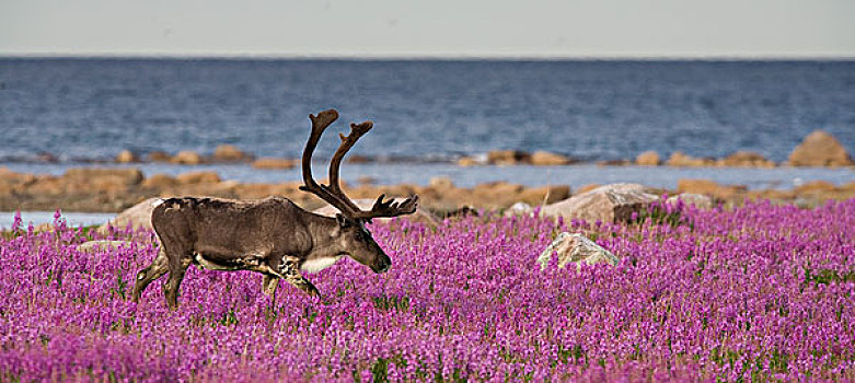 北美驯鹿,驯鹿属,杂草,哈得逊湾,加拿大