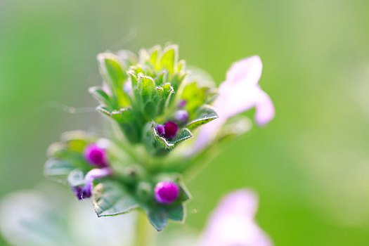 鲜花