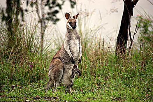小袋鼠,成年,女性,年轻,拉明顿国家公园,昆士兰,澳大利亚