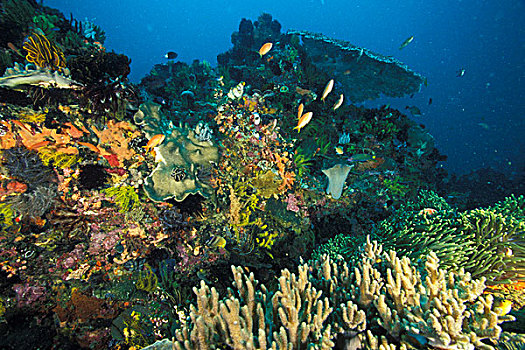 印度尼西亚,健康,礁石
