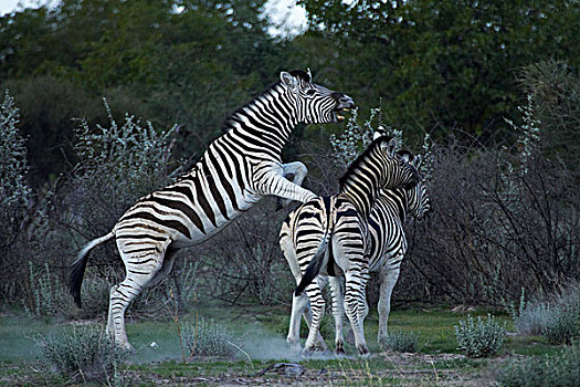 白氏斑马,争斗,马,斑马,埃托沙国家公园,纳米比亚,非洲