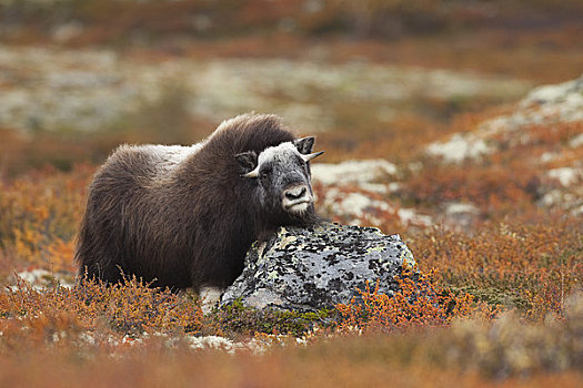 幼兽,麝牛,国家公园,挪威