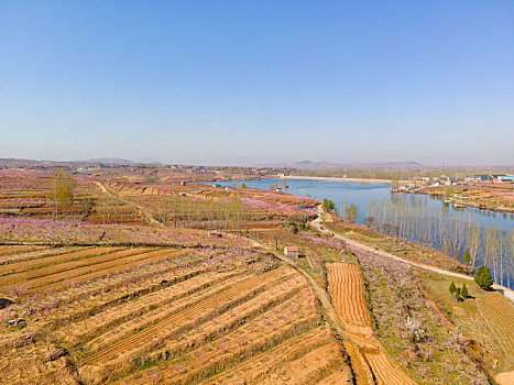 山东蒙阴桃花开满山坡