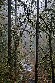 雾气,银,溪流,秋天,州立公园