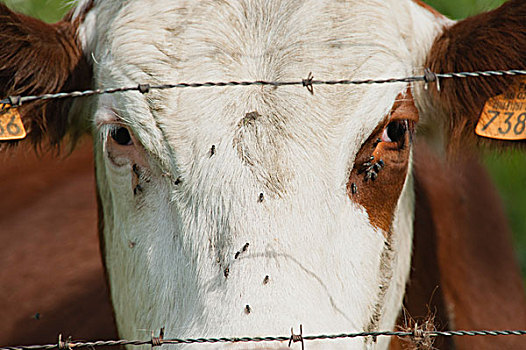 母牛,后面,刺铁丝网,特写