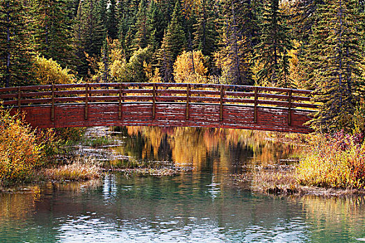 拱形,木桥,上方,河流,反射,秋色,树,卡尔加里,艾伯塔省,加拿大