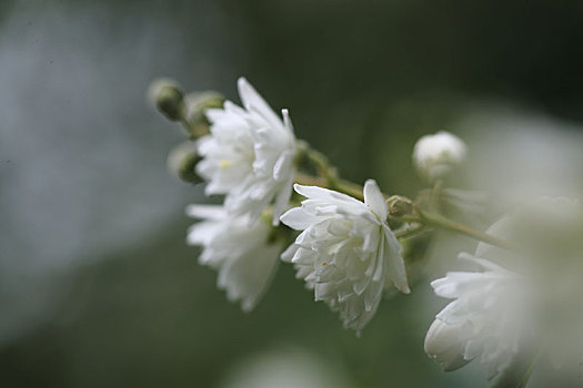 溲疏树上的白花