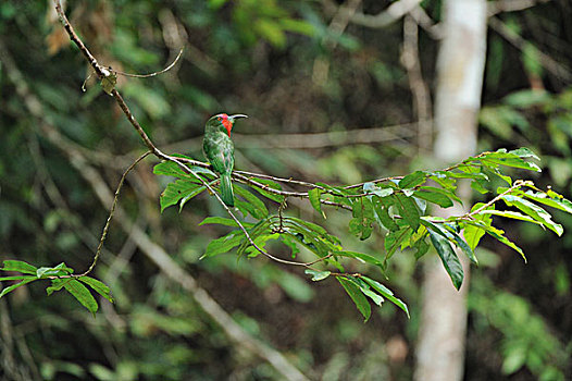 食蜂鸟,山,国家公园,婆罗洲,马来西亚