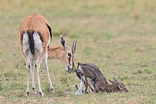 汤氏瞪羚,诞生,三角形,马赛马拉国家保护区,肯尼亚,非洲