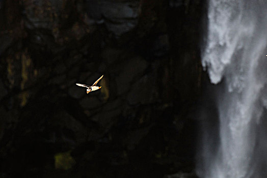 角嘴海雀,北极,瀑布