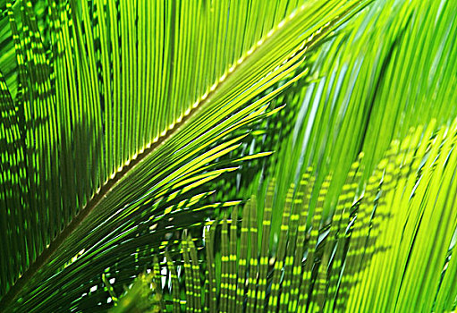 翠绿,棕榈叶,阳光,热带,自然,背景