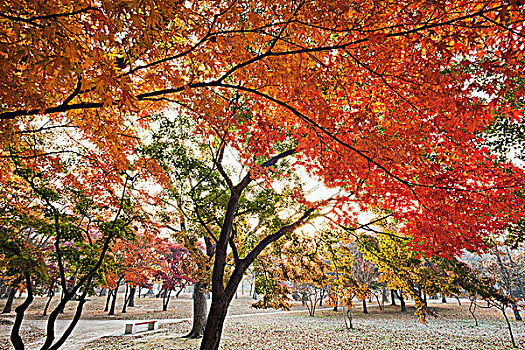 秋叶,公园,树林,庆州,国家公园,韩国