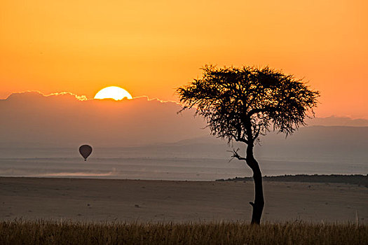 非洲,肯尼亚,马赛马拉国家保护区,三角形,马拉河,盆地,日出,后面,树,热气球,大幅,尺寸