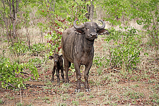 非洲,水牛,成年,女性,年轻,克鲁格国家公园,南非