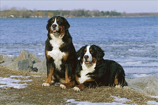 伯恩山犬,狗,坐,湖,冬天