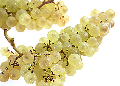 夏瑟拉葡萄,白葡萄,葡萄,酿酒葡萄,水果,白色背景
