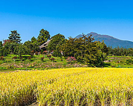 举止,稻田,山,磐城