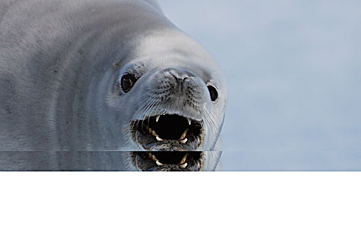 食蝦海豹,天堂湾,南极