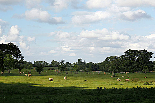 绵羊,放牧,威尔特,英格兰,英国