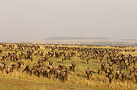 蓝色,角马,牧群,草地,迁徙,马赛马拉,肯尼亚,非洲