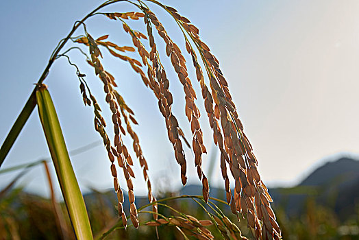 水稻穀物