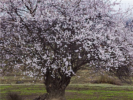 野桃花观赏圣地索松村